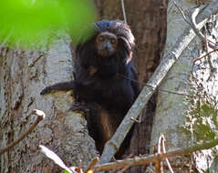 Image of golden-rumped lion tamarin