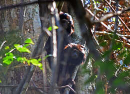 Image of golden-rumped lion tamarin