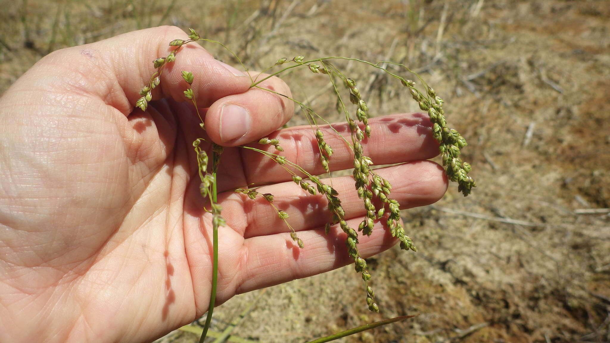 Image of Rattlesnake manna grass