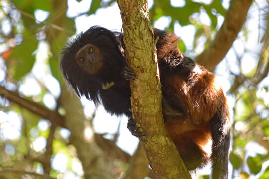 Image of golden-rumped lion tamarin