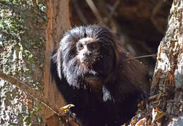 Image of golden-rumped lion tamarin