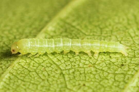 Image of green silver-lines