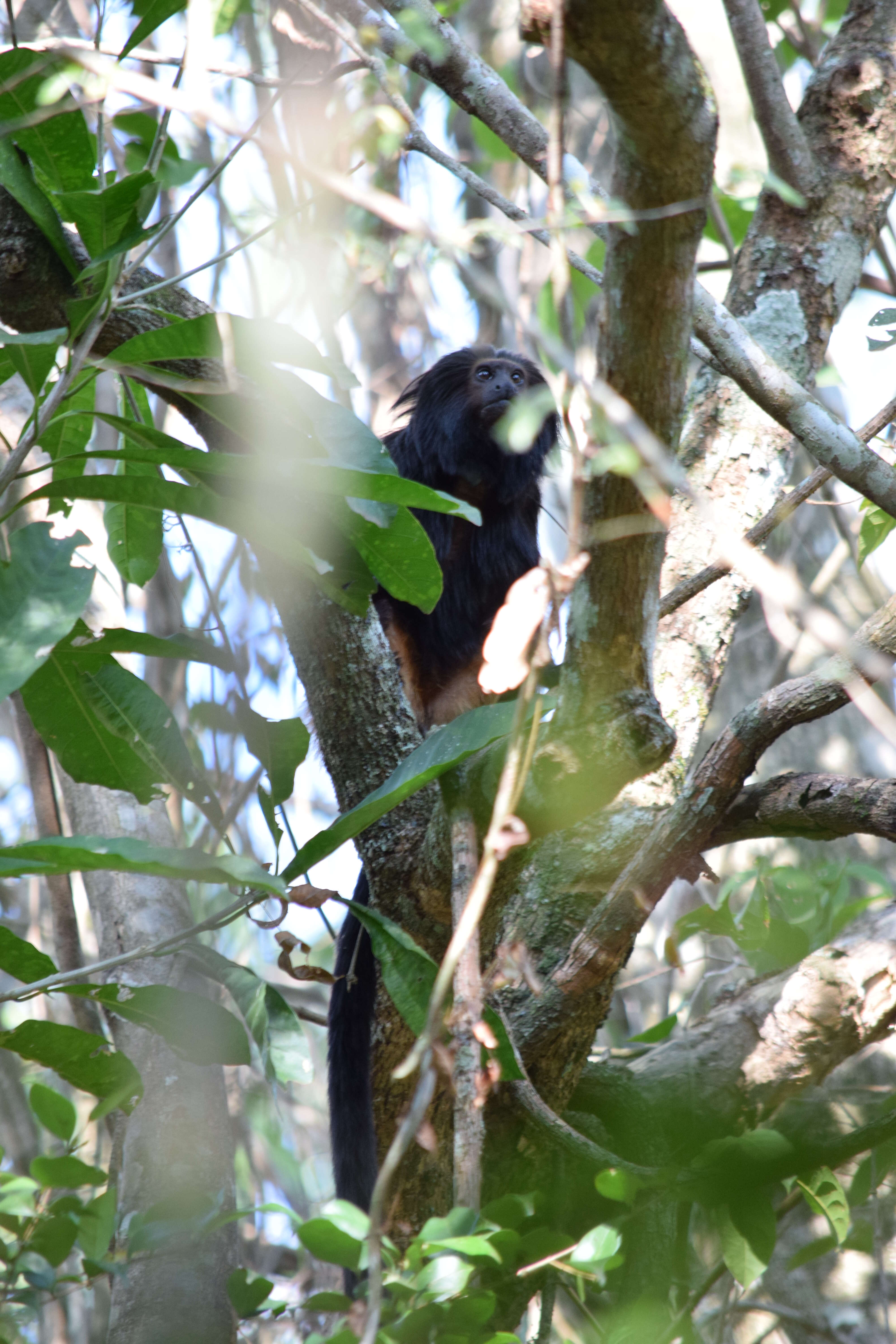 Image of golden-rumped lion tamarin