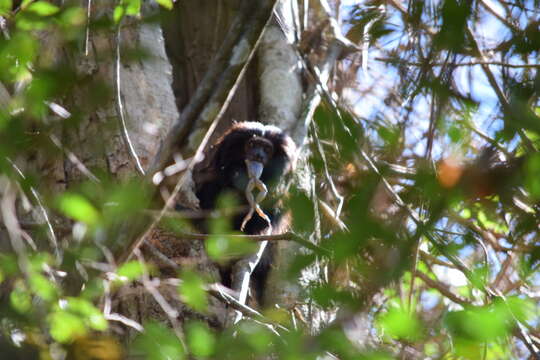 Image de Tamarin lion à croupe dorée