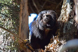 Image of golden-rumped lion tamarin