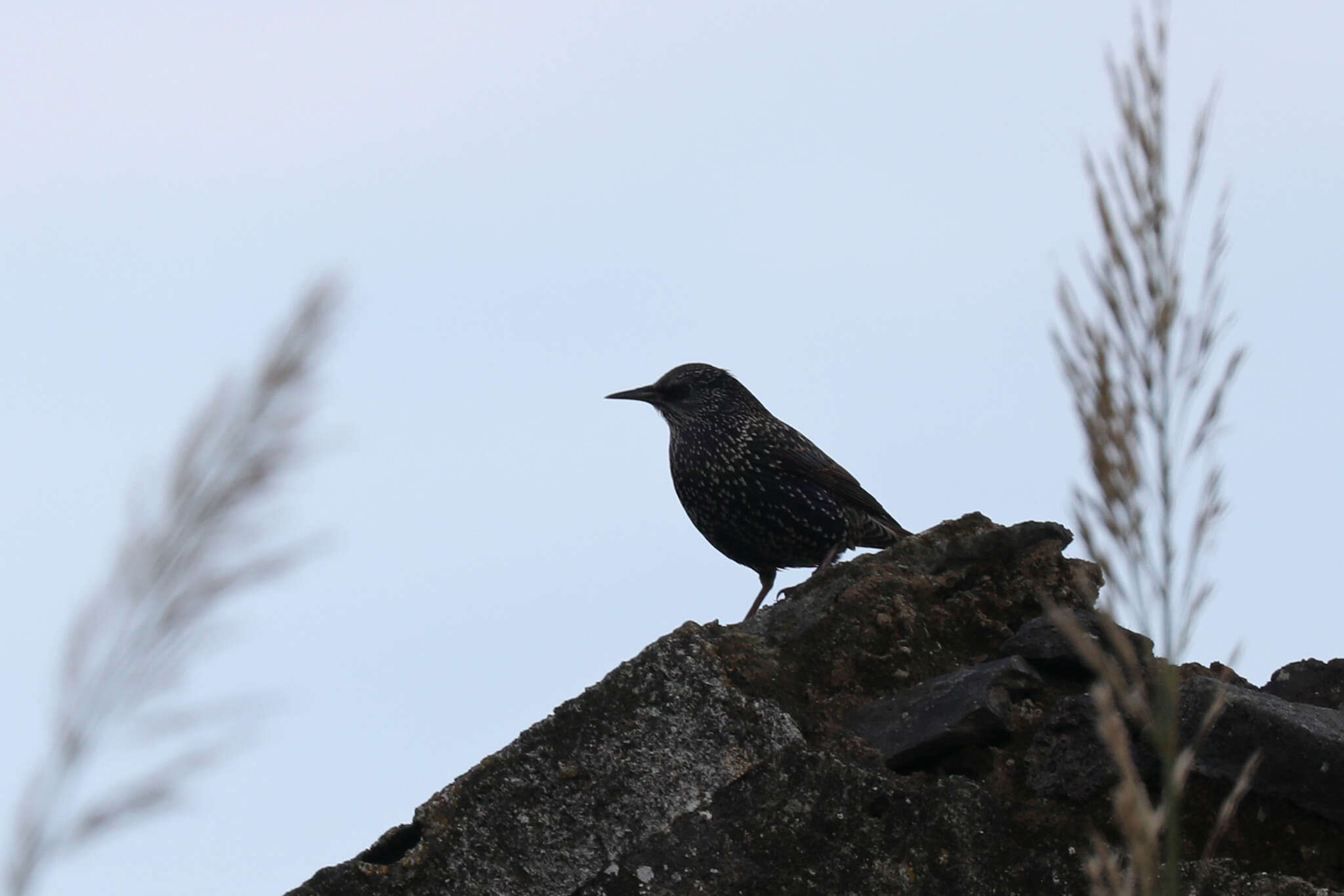 Image of Sturnus vulgaris granti Hartert 1903