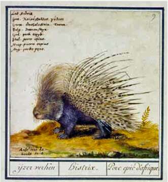 Image of Hystrix subgen. Hystrix Linnaeus 1758