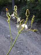 Plancia ëd Sonchus arvensis L.