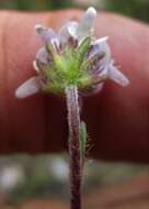 Image of Phyllopodium multifolium Hiern