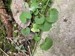 Image of Centella