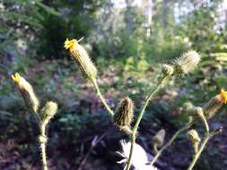 Plancia ëd Sonchus arvensis L.