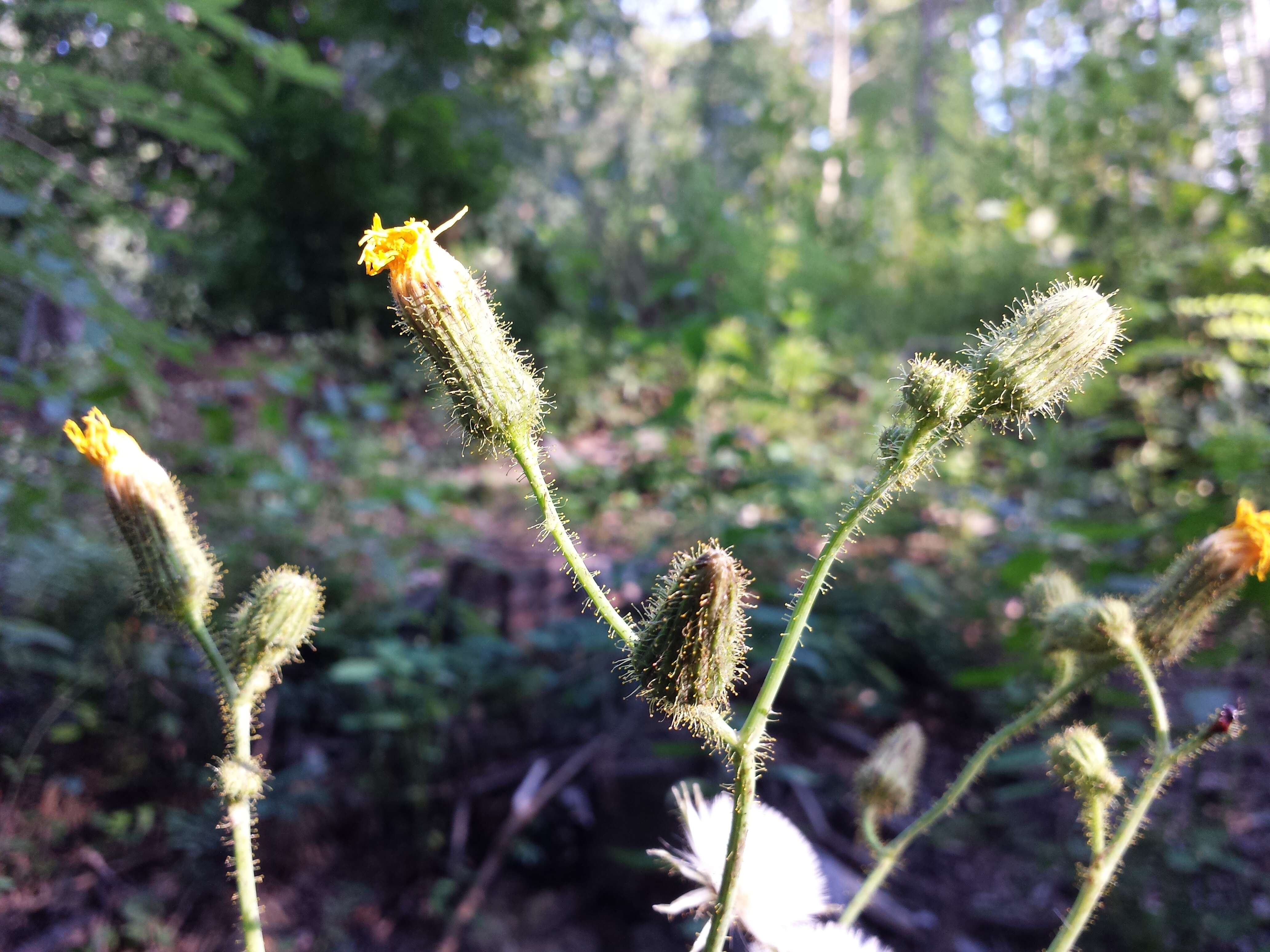 Plancia ëd Sonchus arvensis L.