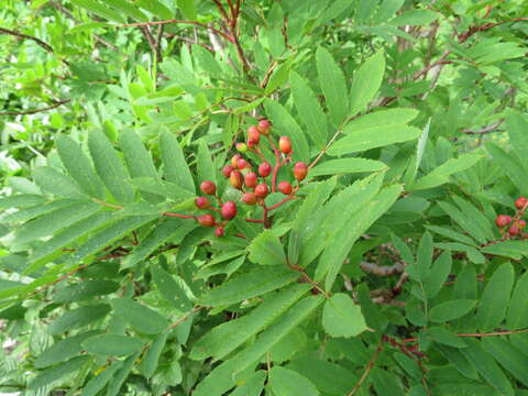 Plancia ëd Sorbus commixta Hedl.