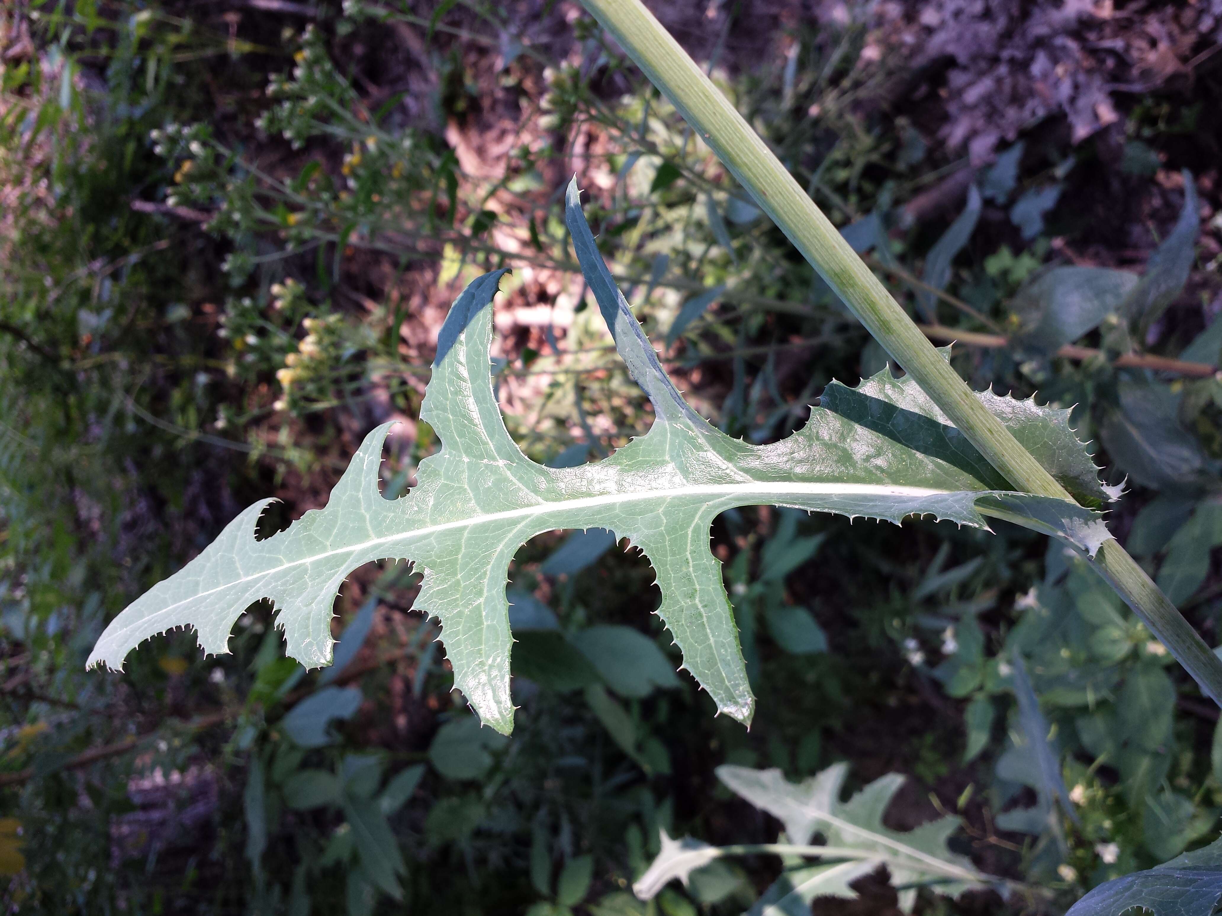 Plancia ëd Sonchus arvensis L.