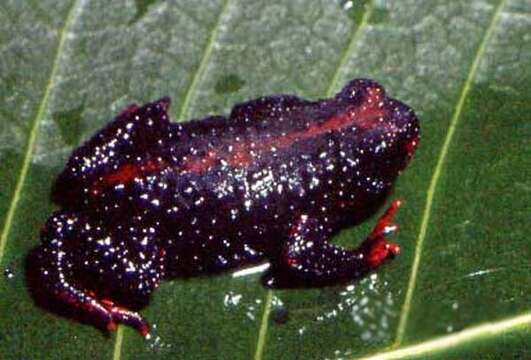 Image of Red-belly toad