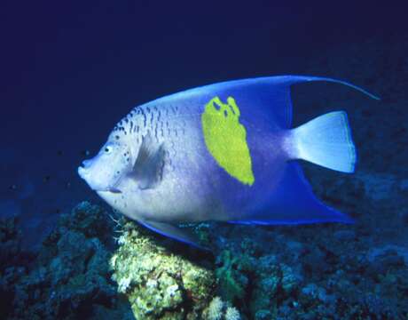 Image of Halfmoon Angelfish