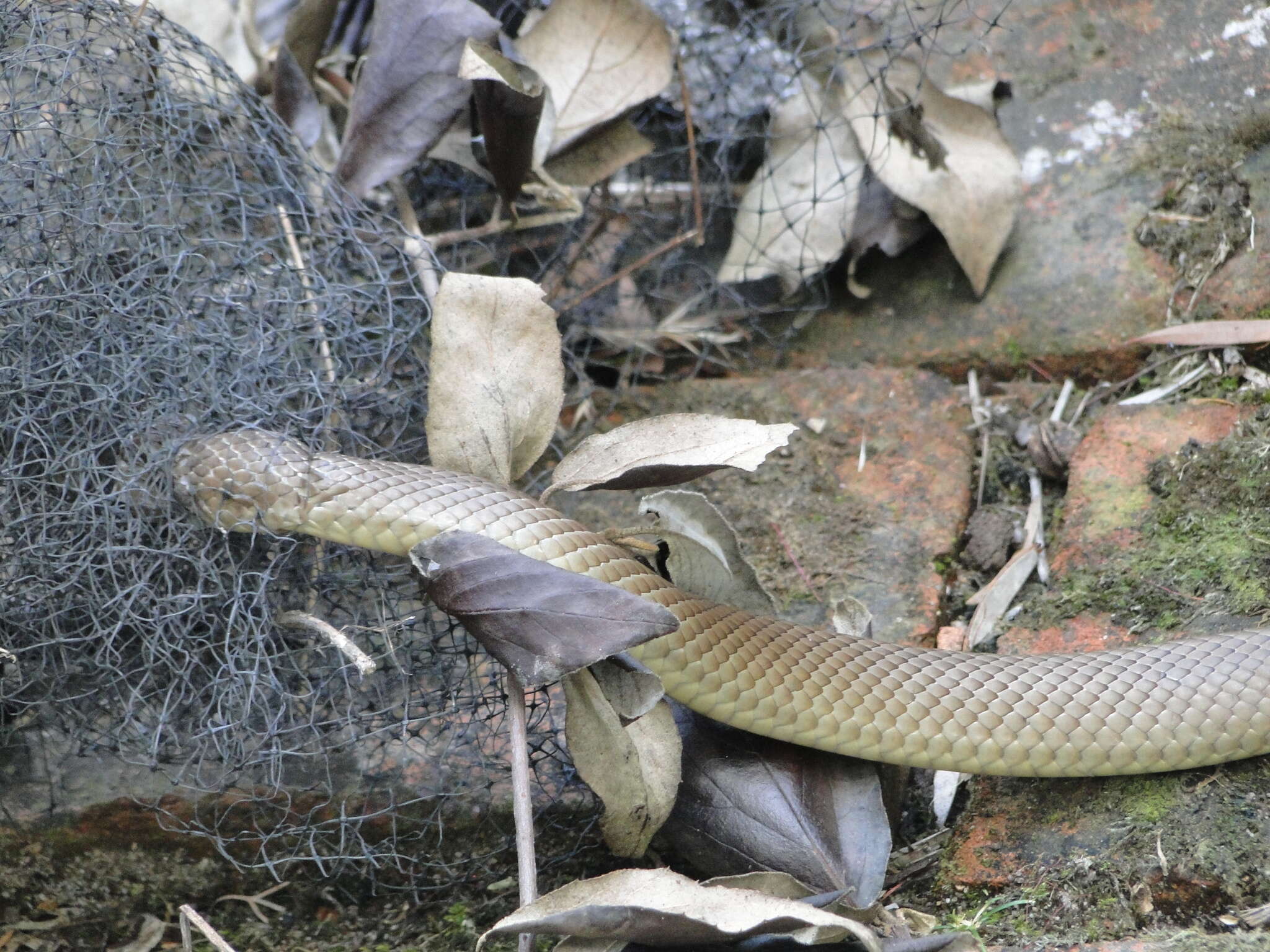 Image of Eastern brown snake