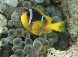 Image of Clownfish