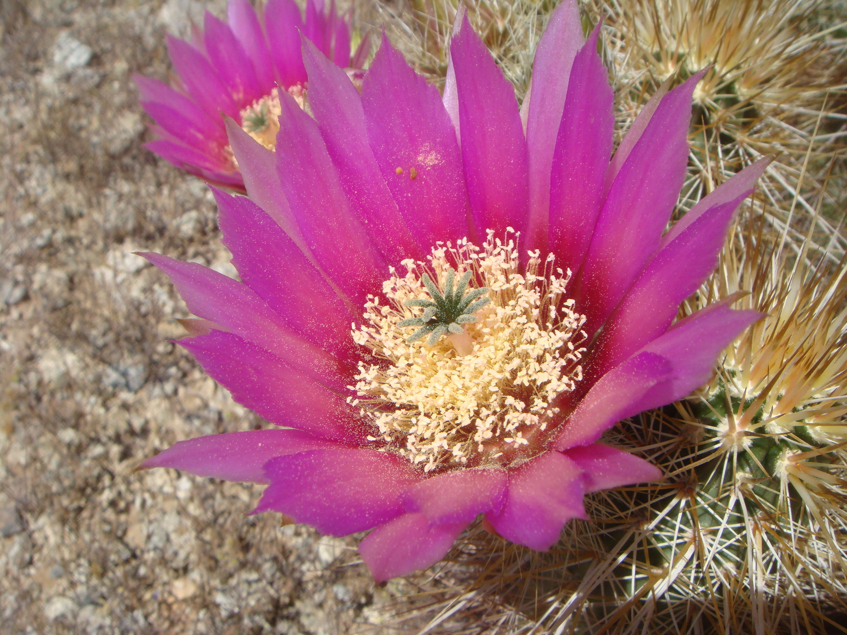 Image of Engelmann's hedgehog cactus