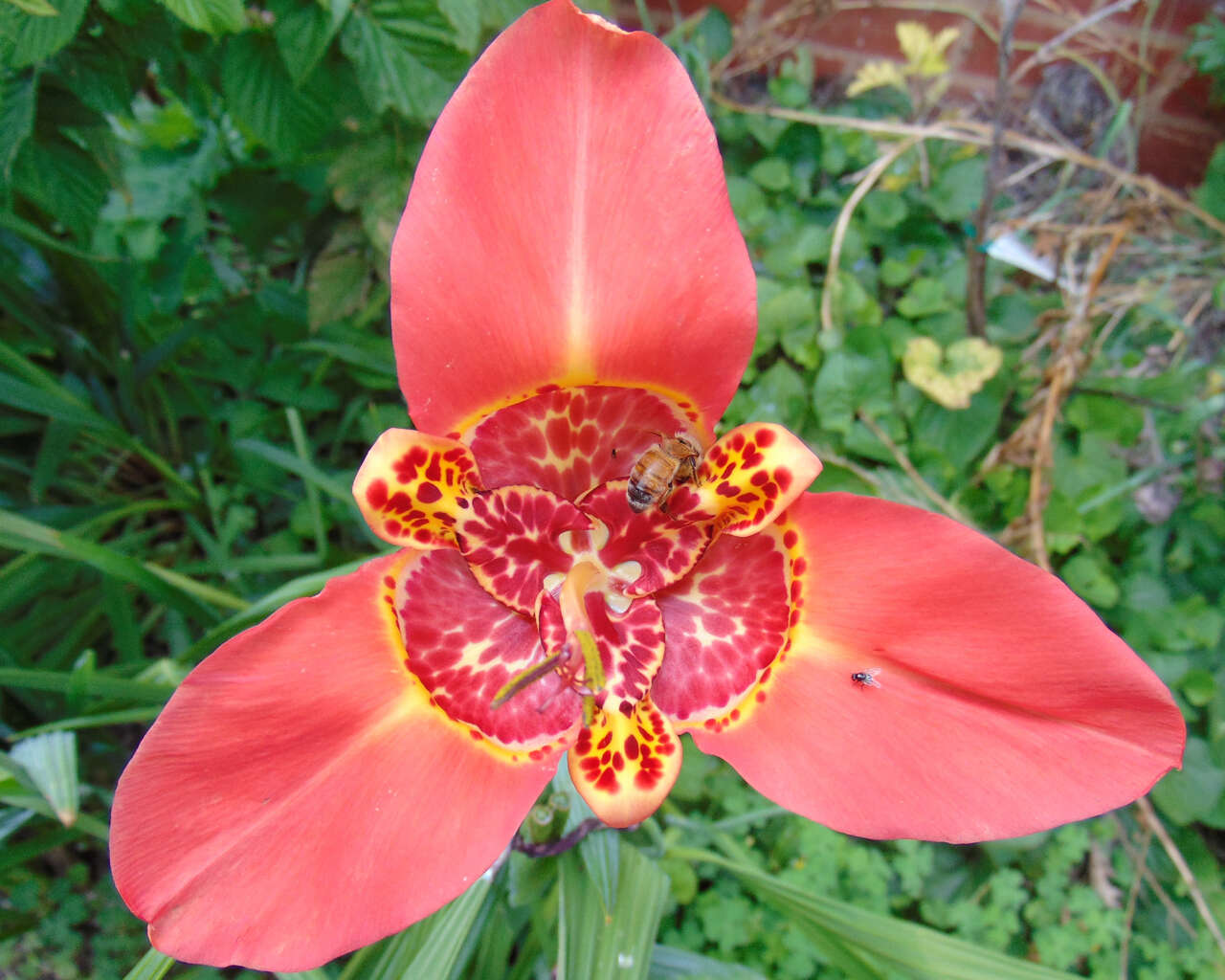 Слика од Tigridia pavonia (L. fil.) Redouté