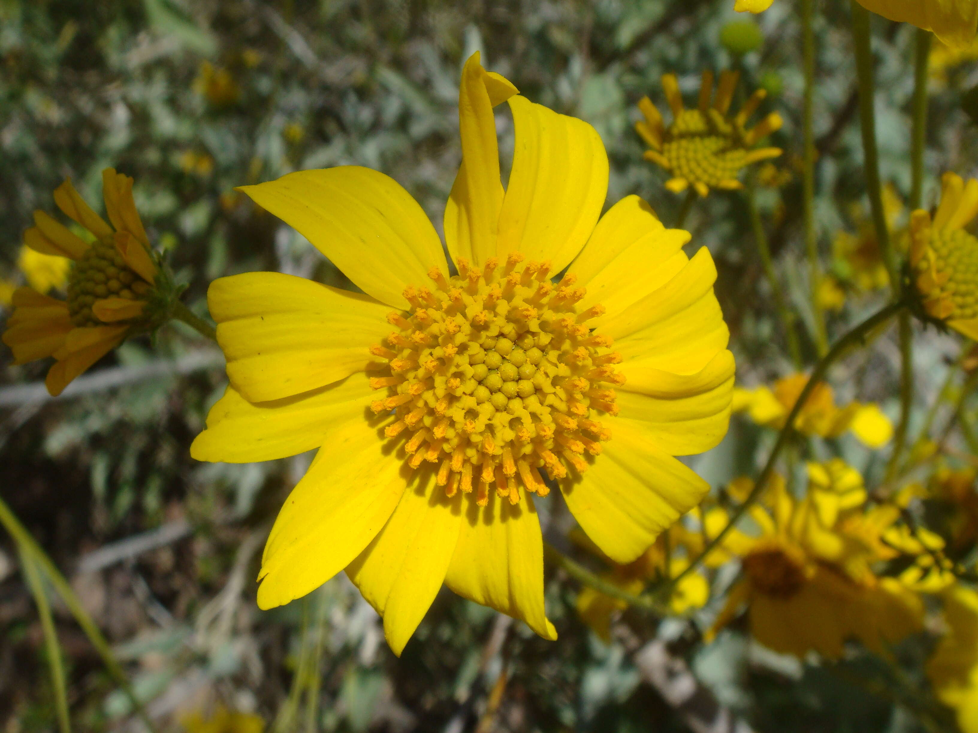 Sivun Encelia farinosa A. Gray ex Torr. kuva