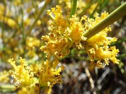 Image of Boundary Ephedra