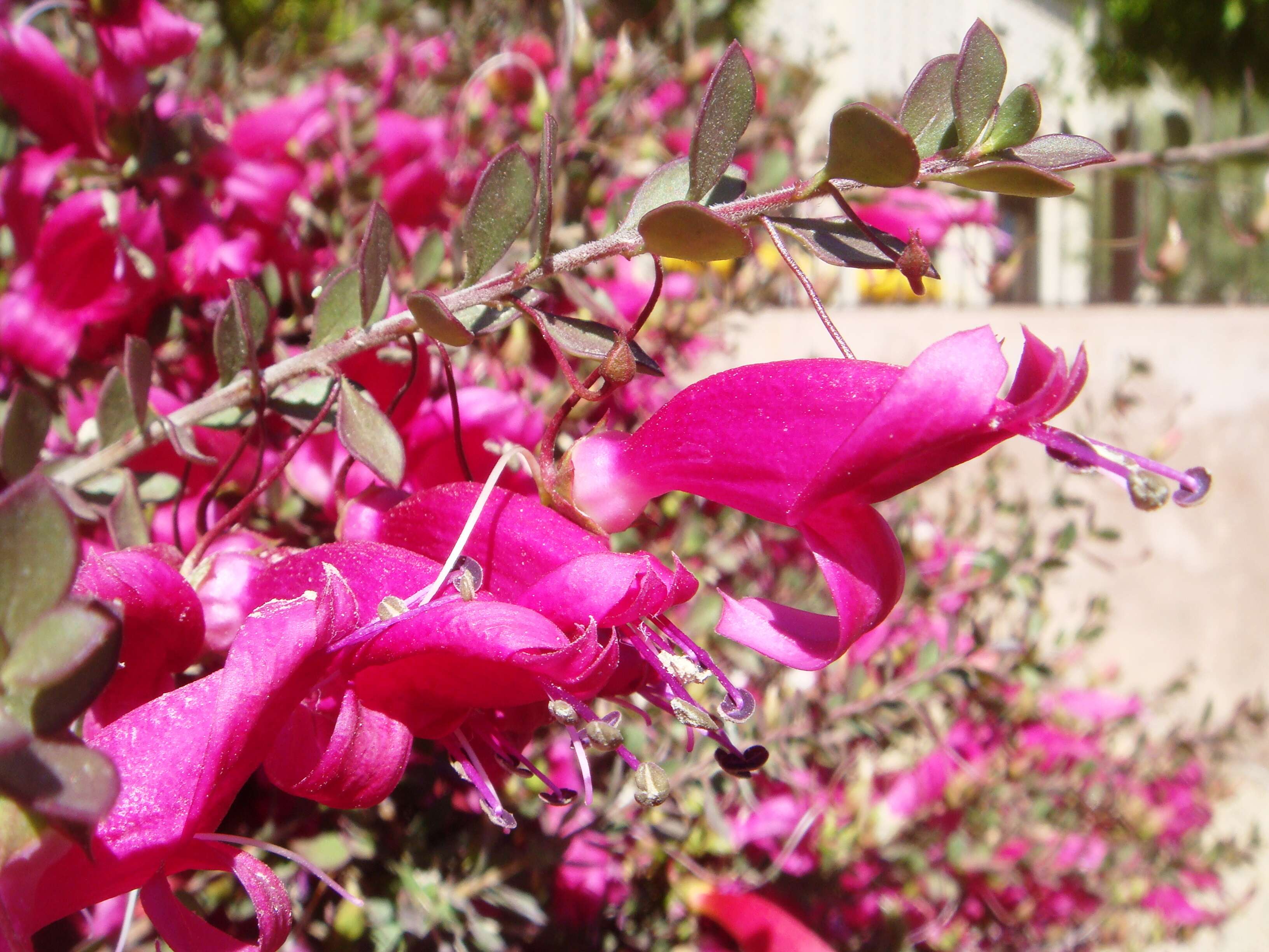 Image of Eremophila maculata (Ker-Gawler) F. Muell.