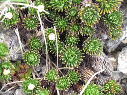 Image of Leptinella goyenii (Petrie) D. G. Lloyd & C. J. Webb