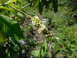 Image of black sage