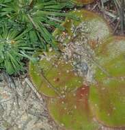 Image de Drosera magna