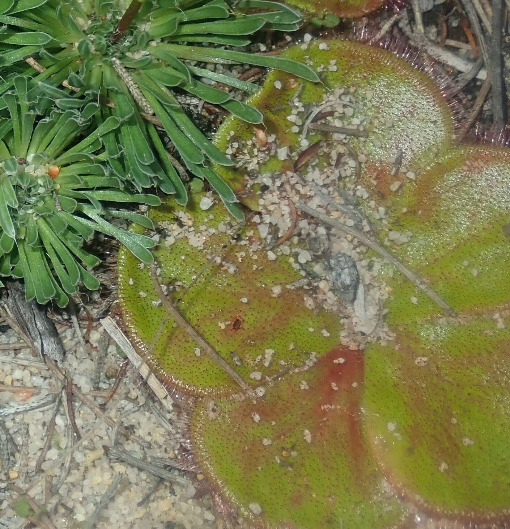 Image de Drosera magna