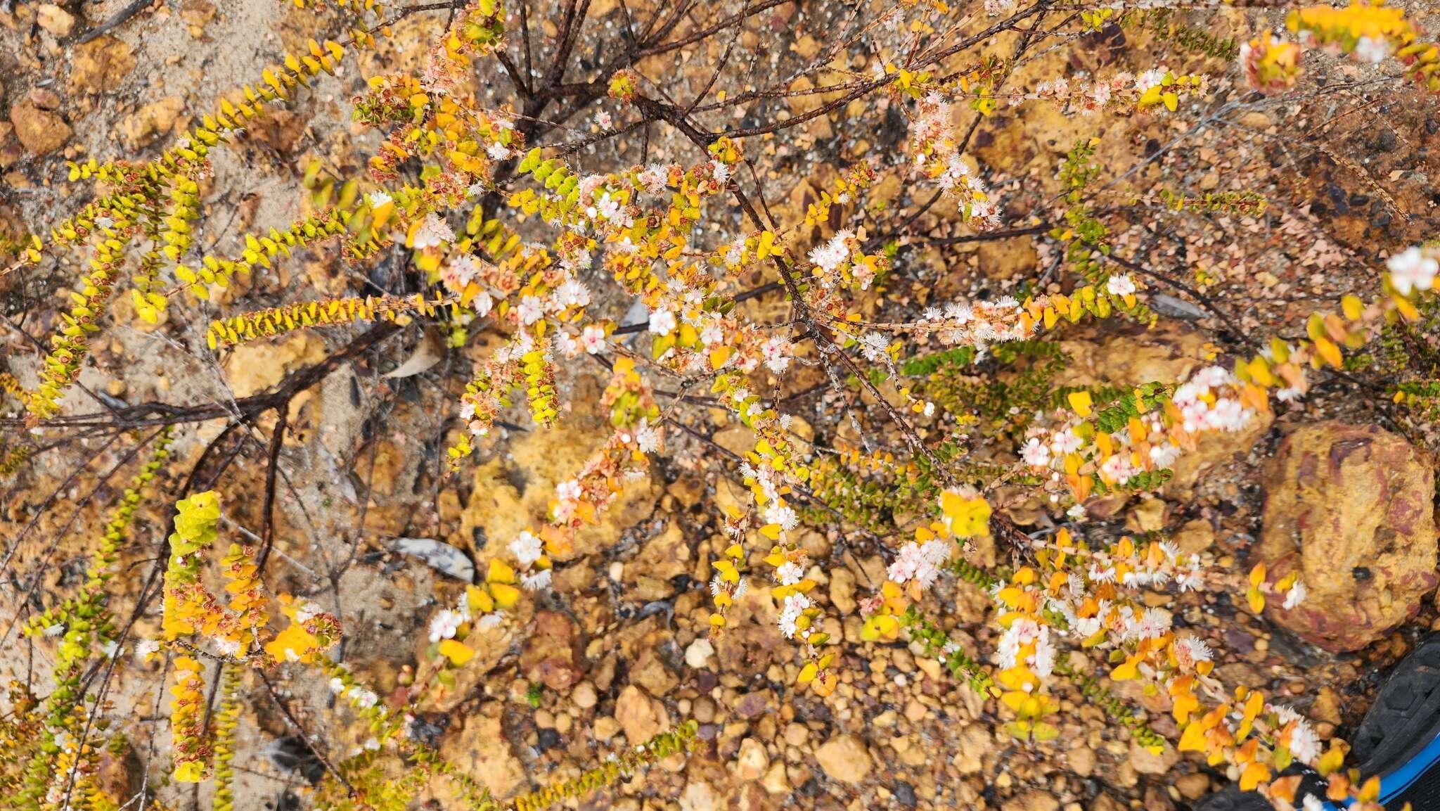 Image of Hypocalymma cordifolium Schau.