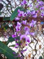 Image of coral-pea