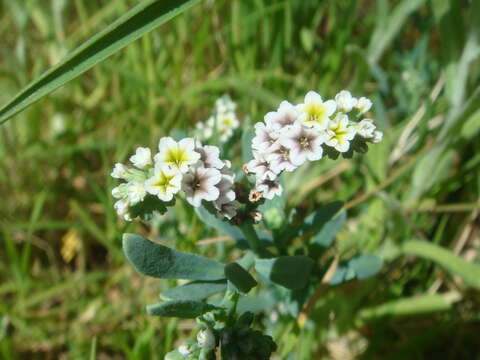 Image of salt heliotrope