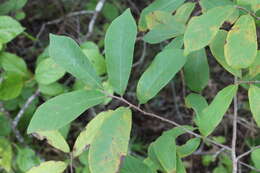 Image of Carolina False Buckthorn