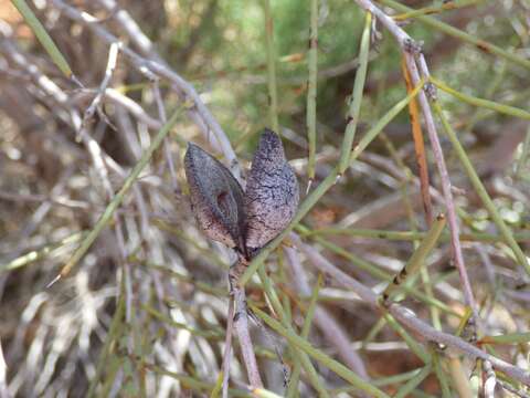 Image of Hakea leucoptera R. Br.