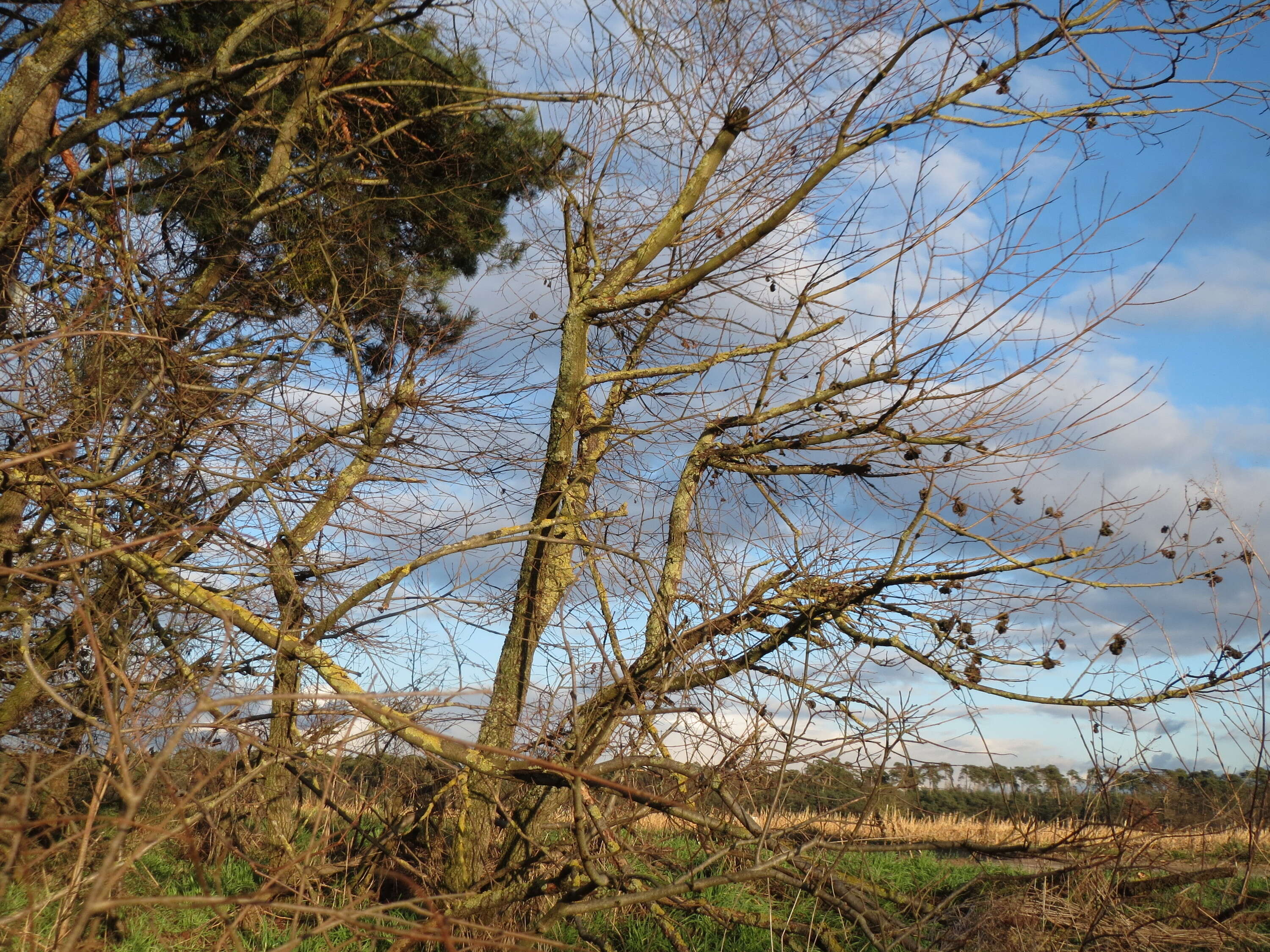 Image of Small-leaved Elm