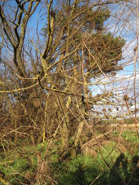 Image of Small-leaved Elm