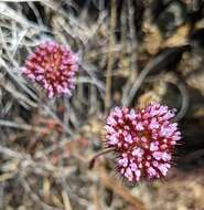 Image of Palmer's spineflower