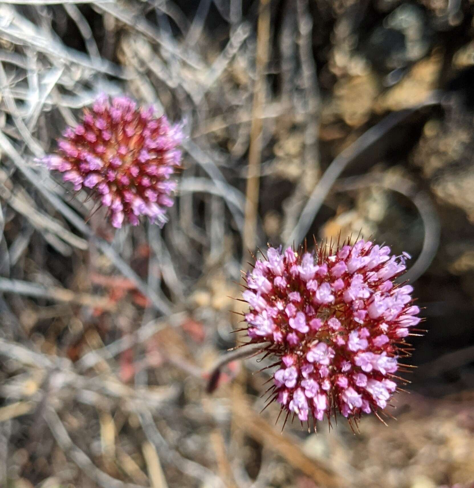 Image of Palmer's spineflower