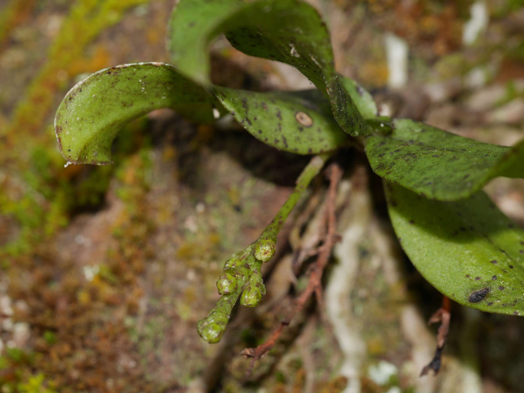 Plancia ëd Drymoanthus flavus St. George & Molloy