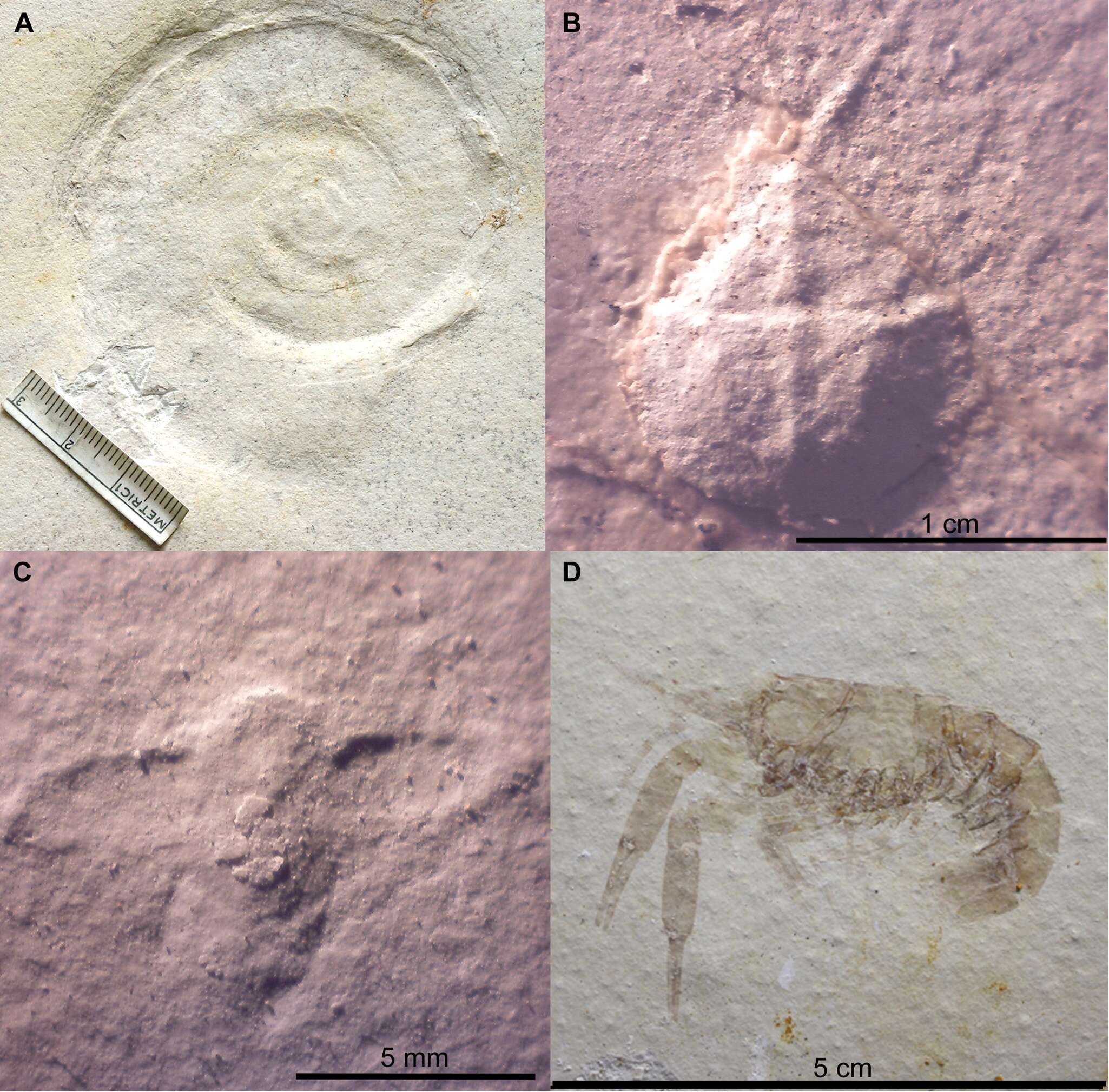 Image of Mesolimulus