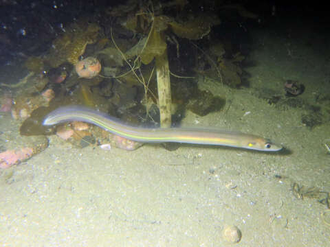 Image of Little conger eel