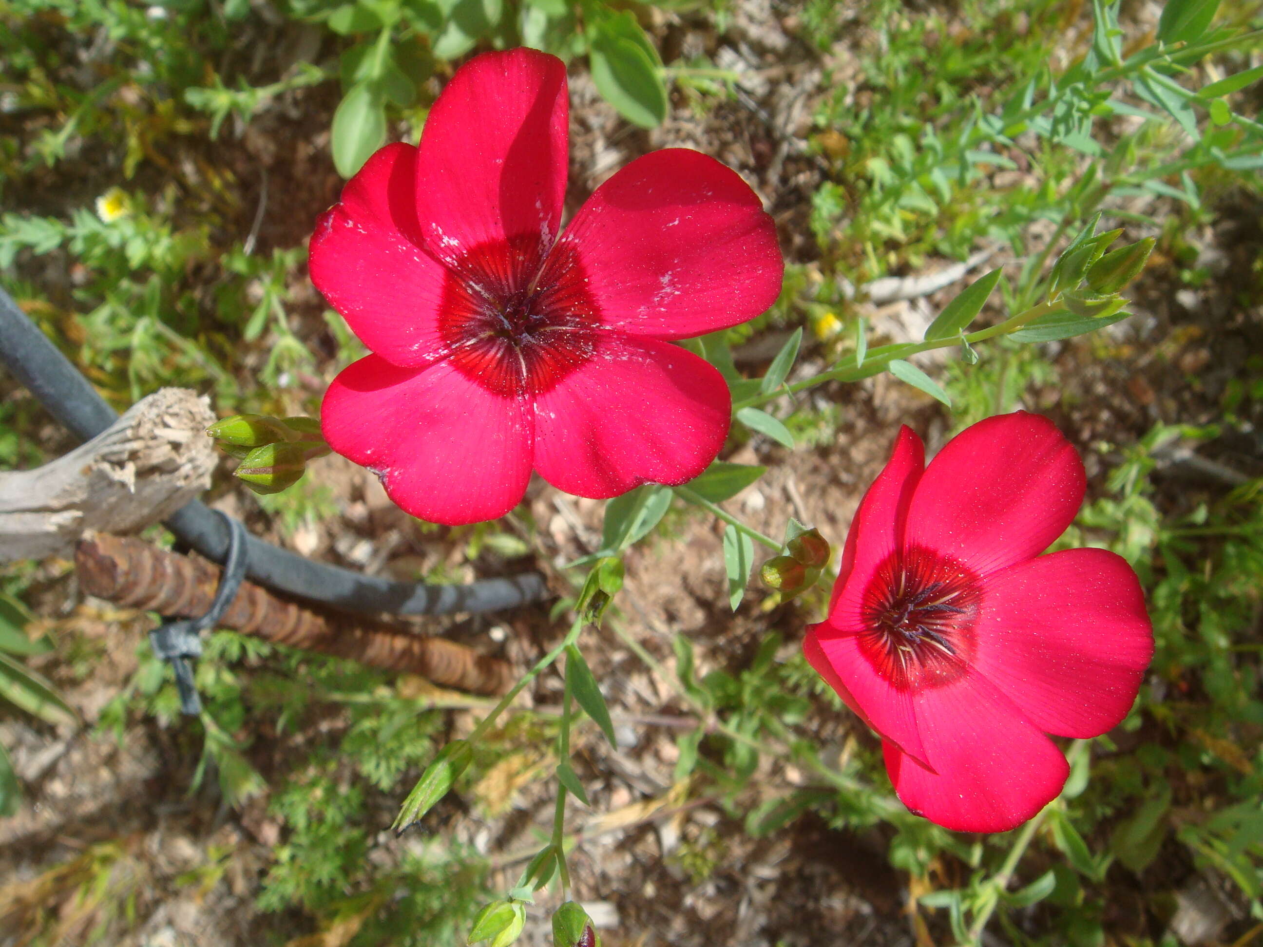 Image of flowering flax