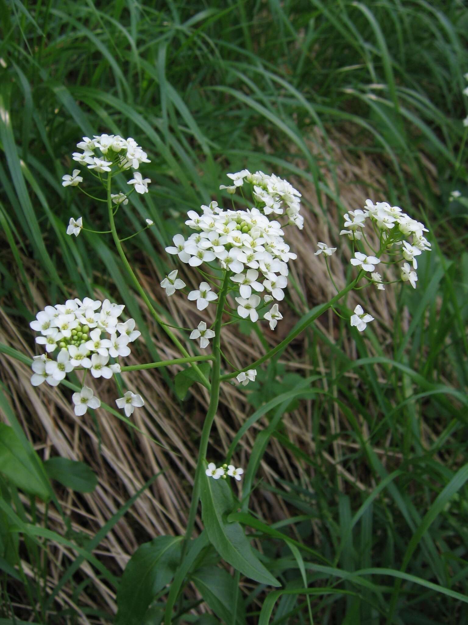 Imagem de Eutrema integrifolium (DC.) Bunge