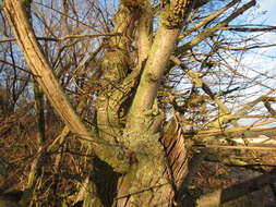 Image of Small-leaved Elm