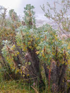 Imagem de Caragana jubata (Pall.) Poir.