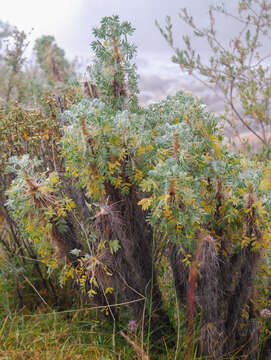 Plancia ëd Caragana jubata (Pall.) Poir.