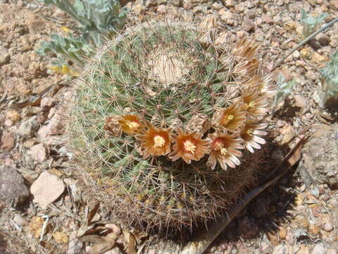 Image of Mammillaria standleyi (Britton & Rose) Orcutt