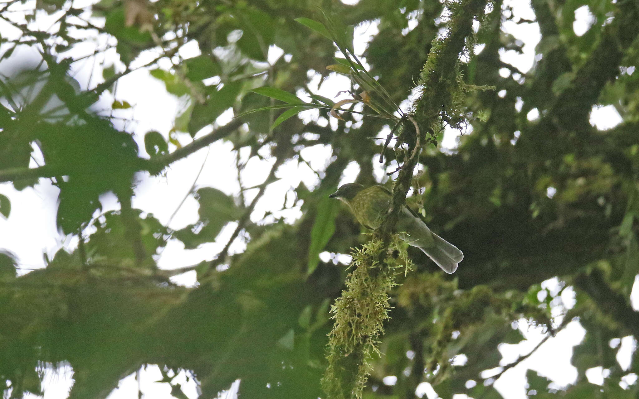 Image of Gray-tailed Piha